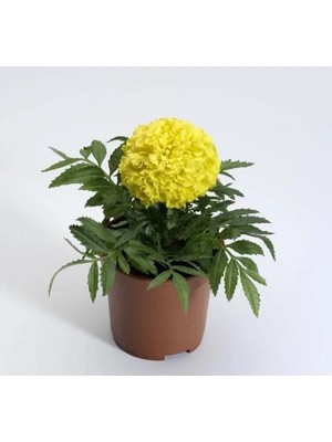 Hakay Sarı Iri Kadife Çiçeği Tohumu - 10 Tohum