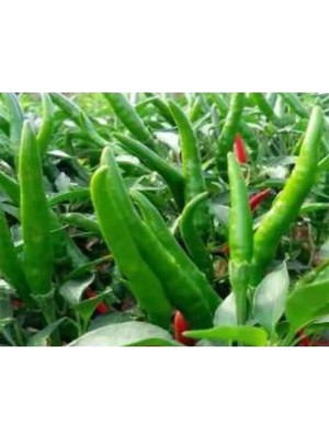 Hakay Doğal Cin Biberi Tohumu - 1 Paket