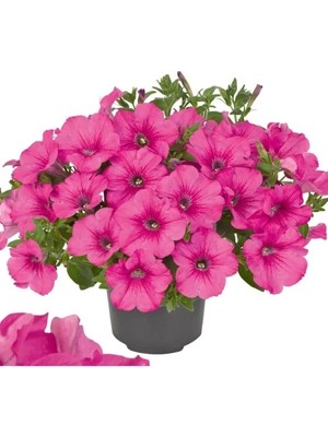 Hakay Iri Çiçekli Bodur Petunya Tohumu - Gül Renkli (15 Tohum)