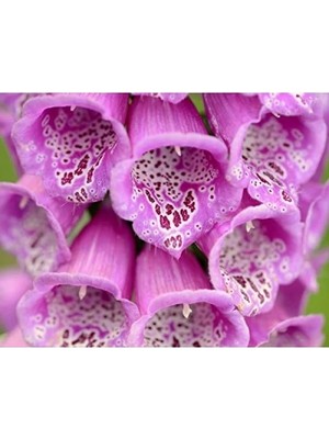 Hakay Yüksük Otu Tohumu - 250 Adet