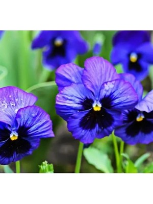 Hakay Mavi Gözlü Menekşe Çiçeği Tohumu - 100 Adet