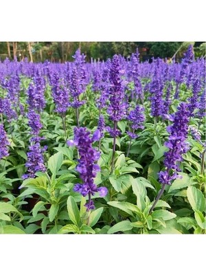 Hakay Leylak Ateş Çiçeği - Salvia F1 Tohumu (30 Tohum)