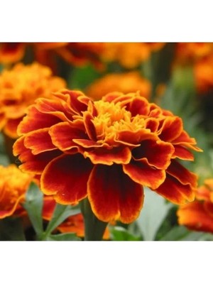 Hakay Mini Çiçekli Kadife Tohumu