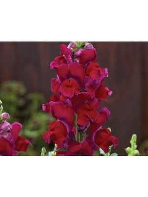 Hakay Koyu Kırmızı Renkli Uzun Boylu Özel Aslan Ağzı Tohumu - 10 Adet