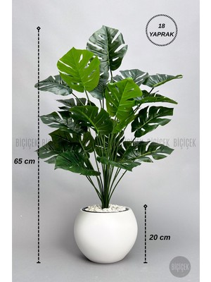 Biçiçek Monstera Bitkisi 65 cm Küre Saksıda