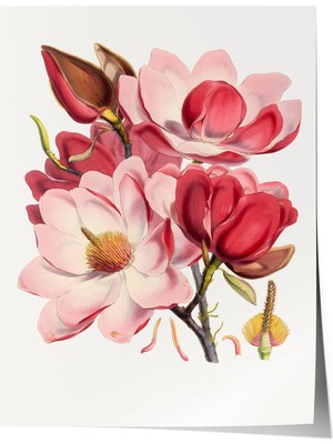 Zestia Premium Poster Pastel Tonlarda Manolya Çiçekleri Sanatsal Illüstrasyon Salon Dekoru