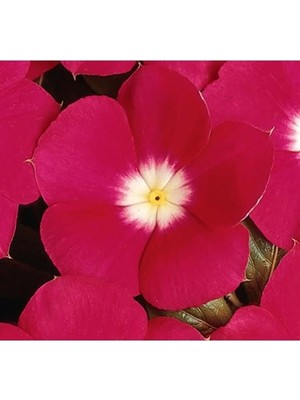 Esranın Dünyası Turuncu Beyaz Noktalı Çok Dallanan Rozet Çiçeği - 15 Tohum