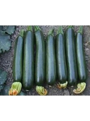 Esranın Dünyası Siyah Kabak Tohumu - 10 Gram - Yüksek Verim