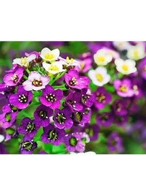 Esranın Dünyası Kraliyet Halısı Tohumu - 150 Tohum