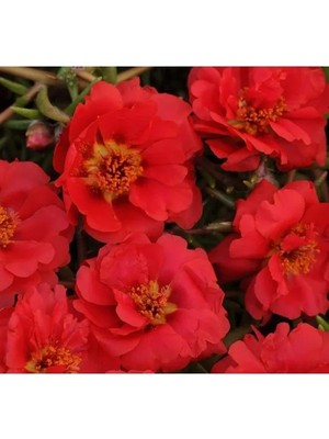 Esranın Dünyası Kırmızı Ipek Çiçeği F1 Tohumu - 75 Adet