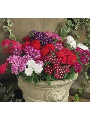 Esranın Dünyası Karışık Renkli Sarkan Mine Çiçeği - 10 Tohum