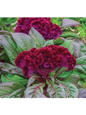 Esranın Dünyası Mor Renkli Horoz Ibiği Tohumu (Balta Geniş Çiçek) - 40 Tohum