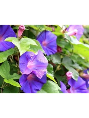 Esranın Dünyası Gündüz Sefası Tohumu (25 Adet) - Renkli Bahçe