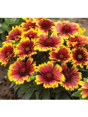 Esranın Dünyası Sarı-Kırmızı Gayret Çiçeği Tohumu (Kobold) - 8 Adet