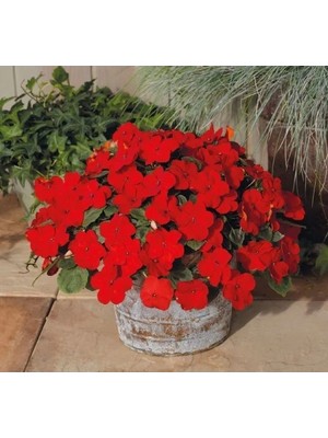 Esranın Dünyası Kırmızı Cam Güzeli F1 Tohumu - 20 Tohum