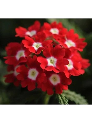 Esranın Dünyası Kırmızı Beyaz Mine Çiçeği F1 Tohumu - 20 Adet