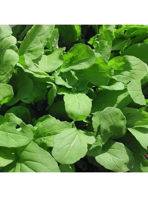 Esranın Dünyası Doğal Roka Tohumu - Geniş Yapraklı