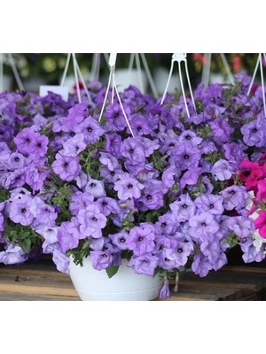 Esranın Dünyası Mavi Petunya Çiçeği Tohumu (Iri Çiçekli Bodur) - 15 Adet