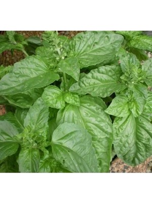 Esranın Dünyası Limon Kokulu Özel Seri Fesleğen Tohumu