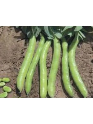 Esranın Dünyası Bakla Sakız Tohumu - 10 Gr, Sağlıklı Seçenek