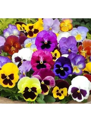 Esranın Dünyası Renkli Hercai Menekşe Tohumu - Canlı Çiçekler Için