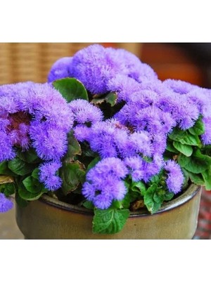 Esranın Dünyası Iri Vapur Dumanı Çiçeği Tohumu - Kaliteli Seçenek