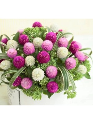 Esranın Dünyası Medine Düğmesi Tohumu - Iri Çiçekli - Karışık Renkli - 20 Adet