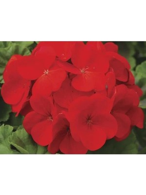 Esranın Dünyası Kırmızı Sardunya Tohumu - 10 Adet