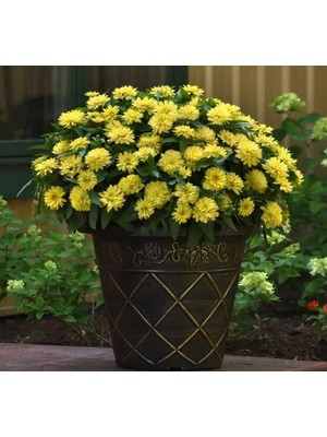 Esranın Dünyası Sarı Kirli Hanım (Iri Çiçek) Tohumu - 5 Adet