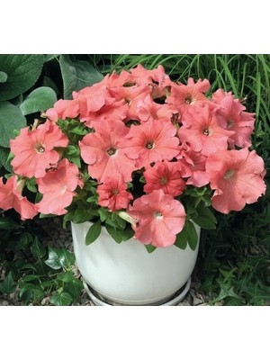 Esranın Dünyası Iri Çiçekli Bodur Petunya Tohumu - Somon Renk, 15 Tohum