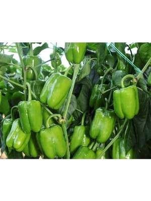 Esranın Dünyası Doğal Biber Kandil Dolma Tohumu - Yüksek Kalite