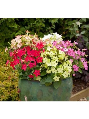 Esranın Dünyası Keskin Kokulu Tütün Çiçeği Tohumu - Karışık Renkli, 10 Tohum