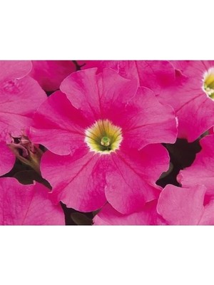 Esranın Dünyası Pembe Petunya Tohumu (20 Adet) - Canlı ve Göz Alıcı