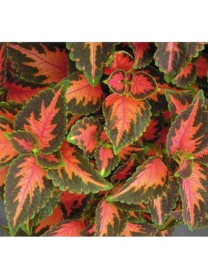 Esranın Dünyası Yaprak Güzeli Tohumu - Geniş Yapraklı, Kırmızı Turuncu (20 Tohum)