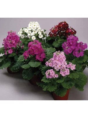 Esranın Dünyası Büyük Çift Renkli Onbir Ay Çiçeği Tohumu - 5 Adet