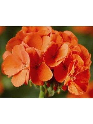 Esranın Dünyası Turuncu Renkli Sardunya Tohumu - 5 Adet