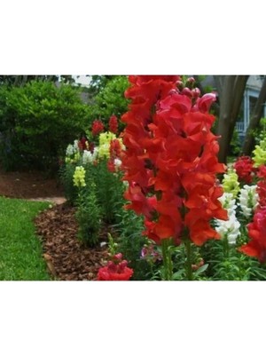 Esranın Dünyası Ateş Kırmızı Renk Uzun Boylu Aslan Ağzı - 25 Tohum