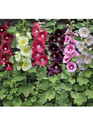 Esranın Dünyası Karışık Gülhatmi Çiçeği Tohumu - Renkli ve Canlı