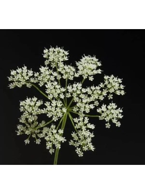 Esranın Dünyası Anason Tohumu - Çay ve Baharat Olarak Kullanım