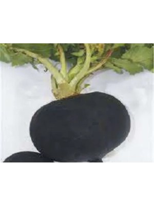 Esranın Dünyası Akın Siyah Turp Tohumu - 10 Gram