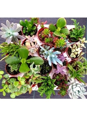 Esranın Dünyası Hızla Büyüyen Sukulent Kaktüs Tohumu No:1