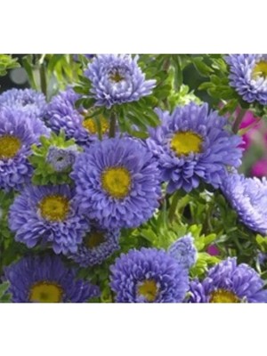 Esranın Dünyası Mavi Renkli Kasımpatı Çiçeği Tohumu (Uzun Boylu, Kesimlik) - 5 Adet