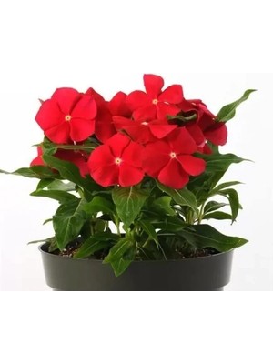 Esranın Dünyası Çok Dallanan Gerçek Kırmızı Renkli Rozet Çiçeği - 15 Tohum
