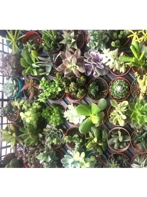 Esranın Dünyası Sukulent Kaktüs Tohumu No:3