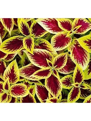 Esranın Dünyası Sarı Yaprak Güzeli F1 Tohumu - 40 Adet