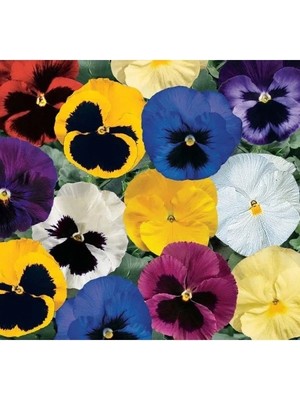 Esranın Dünyası Hercai Menekşe Tohumu (Iri Çiçek, Çift Renk) - 10 Tohum