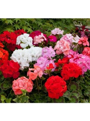 Esranın Dünyası Karışık Renkli Büyük Çiçekli Sardunya Tohumu - 5 Adet