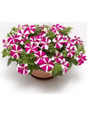 Esranın Dünyası Gül Yıldız Renkli Iri Çiçekli Petunya Tohumu - 15 Tohum