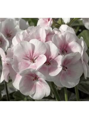 Esranın Dünyası Sardunya Tohumu - Büyük Top Çiçekli Lekeli Pembe 5 Adet