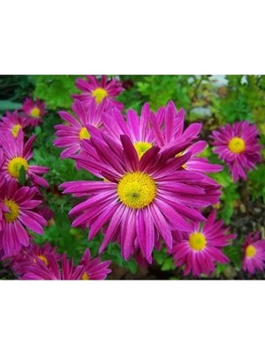 Esranın Dünyası Kraliçe Papatya Tohumu - Bahçenize Zarafet Katın